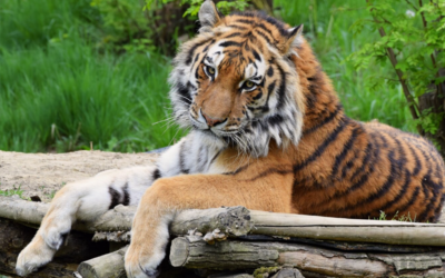 Zoo de La Boissière du Doré